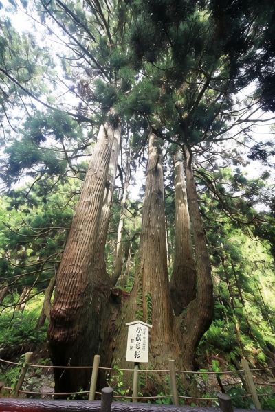 ホテル周辺 隠岐の島・美味しい海の宿 隠岐プラザホテルの写真
