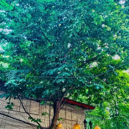 Easy Sunday Khaosan Bangkok
