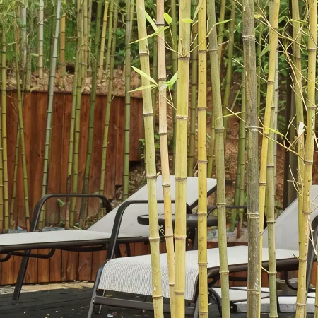 Xiao Senlin Resort Hotel