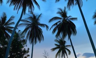3. Coconut ..