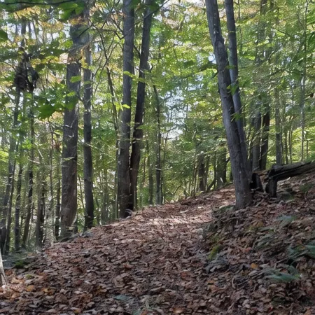 The 100 Acker Woods located in the Appalachian mountains Отели в г. Дикинсон