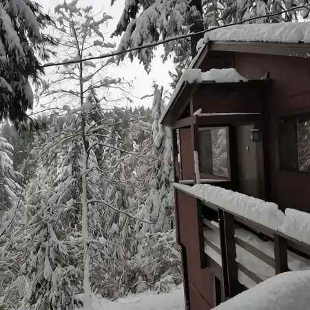 Cedar Pines Cabin w/ Fire Pit & Large Deck - BIG Trees - A Quaint Rustic Charmer