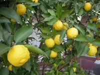 Minshuku New Echizen