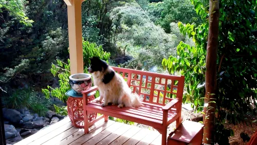 Ocean View Cabin located on Organic Coffee Farm with Hiking Trails