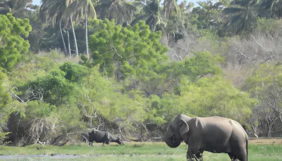 Explorer by Eco Team - Kumana National Park Hotel a Hambantota