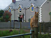 Bay Cottage Bed & Breakfast Hotels near Antrim Technology Park