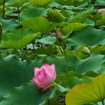 Shijian Homestay (Yangshuo Yulong River Qiangu Scene District Store) - Romantic
