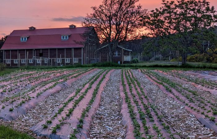 Beautiful beachfront Villa on 80 acres of farmland!