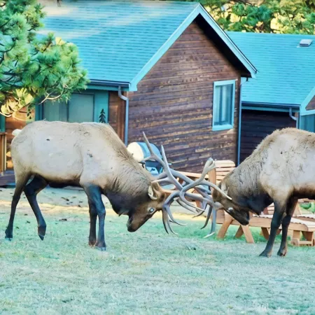 Mountain Shadows Resort