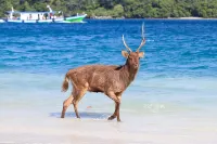 Nikki Peucang Resort - Beach