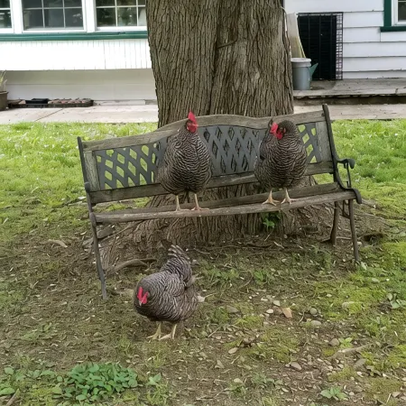 The Chicken Coop