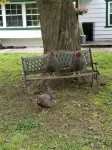 The Chicken Coop - WiFi