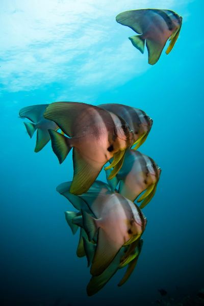 その他 フォーラ ダイビング リゾート パタヤ ビーチの写真