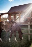 Kara Creek Ranch - King Bed Cabin #8 - Feriehus