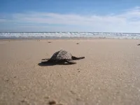 Las Alamandas - Strand