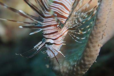 その他 アンサナ イフル モルディブの写真