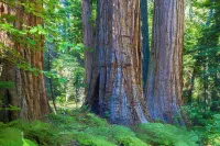 Charming home in Sierra Nevada Foothills