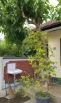 Hotel Kawsar Syariah Hôtels à : Negara