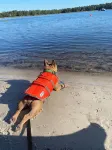 Perfect Lakefront Getaway on clear deep private lake 20 min from Gainesville - 3-Star