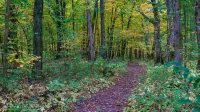 Vireo Cabin at Driftless Creek - 4-Star