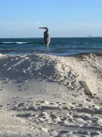 Coastal Gratitude.....STUNNING Gulf front home - ติดทะเล