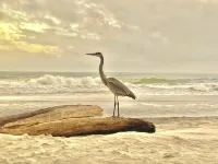 Beachfront & Beautiful - Spacious 3BR/2BA On Dauphin Island - Amazing Amenities - Beach