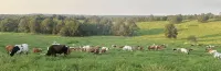 Spring Retreat, Personal Grill, Pet Friendly - Homestays