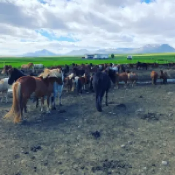 Syðra-Skörðugil Guesthouse