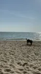 Caseville cottage with beach access