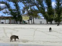 Pink Bikini Apartment with Dock, Green Turtle Cay - キッチン