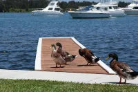 Ducks Bungalow- Lake Macquarie - Wifi