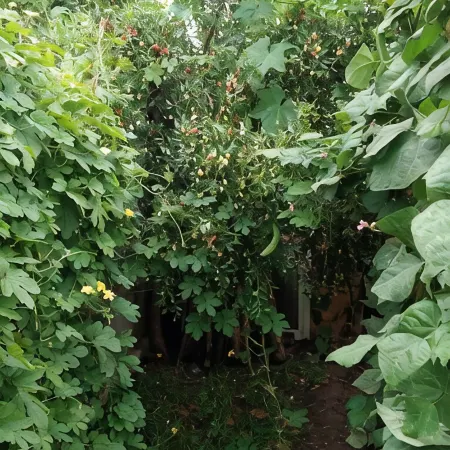 Zhengang Farmhouse