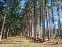 Tranquil Country Stay Among Pines6 miles from Culver. 39 mile from Notre Dame. - Wifi