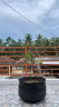 Homestay Teluk Pangpang Banyuwangi Hotels in Gambiran