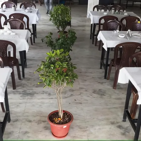Mrignayani