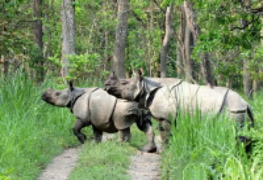 Kingfisher Jungle Trekking Tour