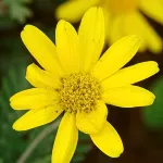 Hotel Chikura Hotels in Minamiboso