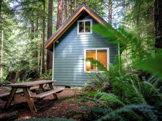 Secluded Cabin in Redwood Forest