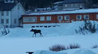 Terråk Gjestegård - Inns