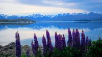為您定製的Tekapo - 旅館 - 青年旅舍