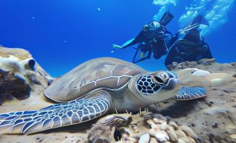 Stay Liuqiu Diving Hostel
