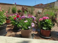 Pensión Las Matillas - Haustierfreundliche