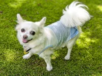 pensionmascot - 2 stjerner