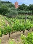 Lovingly Restored Country Farm House in Olive Grove 10 minutes from sea - Homestays