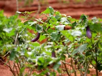 Grand & Gangula Hotels in Arangala