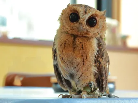 Auberge Keisuikan Отели в г. Китасиобара