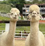Alpaca Club Homestay - Villas
