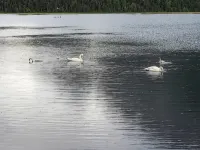 LUV2 FISH Vacation Rental on the Kenai River - Alppimaja