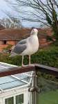 Summerfields House Hotel a Hastings