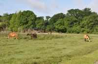 Walcot House Hotels in Beaulieu